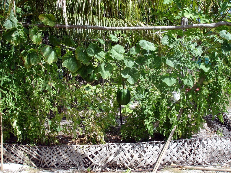 A rare melon growing in their garden.